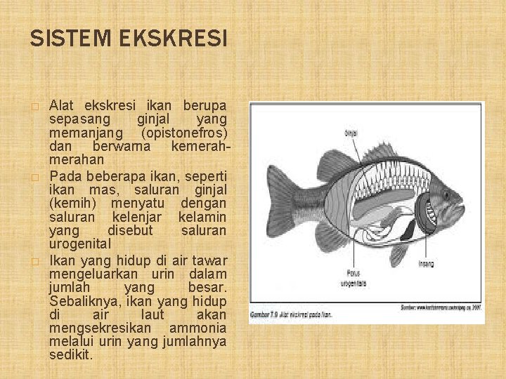 SISTEM EKSKRESI � � � Alat ekskresi ikan berupa sepasang ginjal yang memanjang (opistonefros)