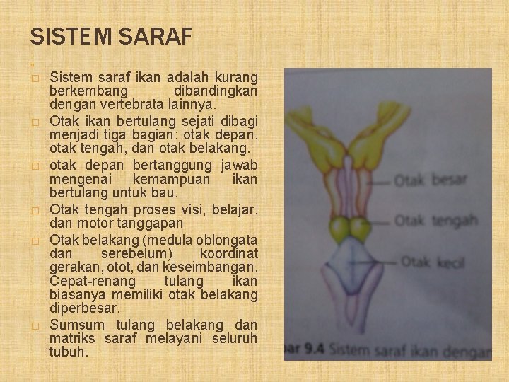 SISTEM SARAF � � � � Sistem saraf ikan adalah kurang berkembang dibandingkan dengan