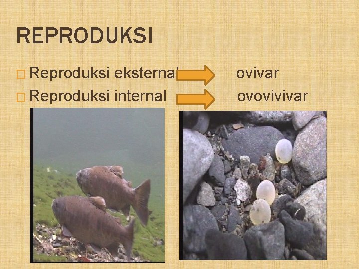 REPRODUKSI � Reproduksi eksternal ovivar � Reproduksi internal ovovivivar 