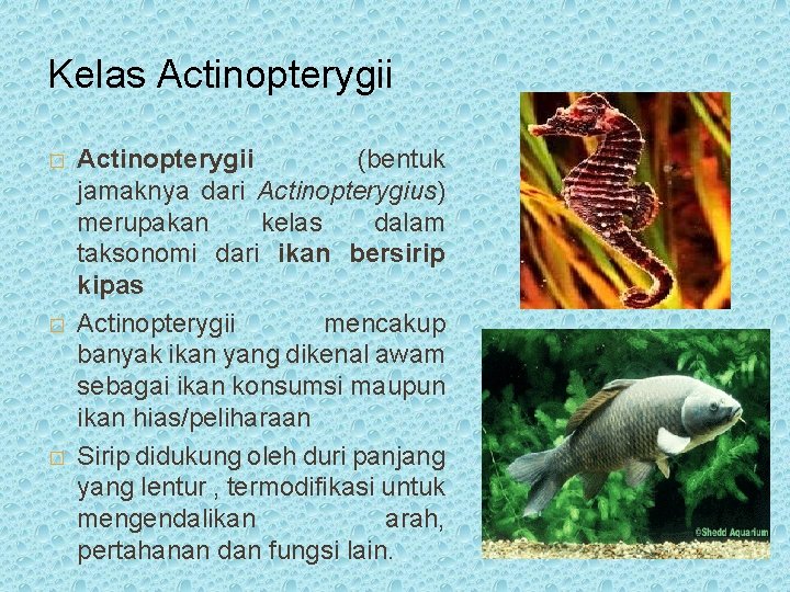 Kelas Actinopterygii � � � Actinopterygii (bentuk jamaknya dari Actinopterygius) merupakan kelas dalam taksonomi