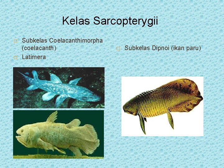 Kelas Sarcopterygii � � Subkelas Coelacanthimorpha (coelacanth) Latimera � Subkelas Dipnoi (ikan paru) 