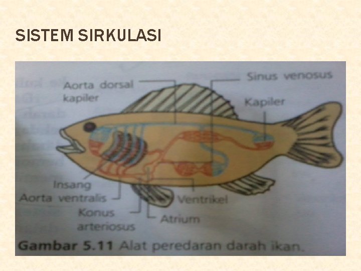 SISTEM SIRKULASI 