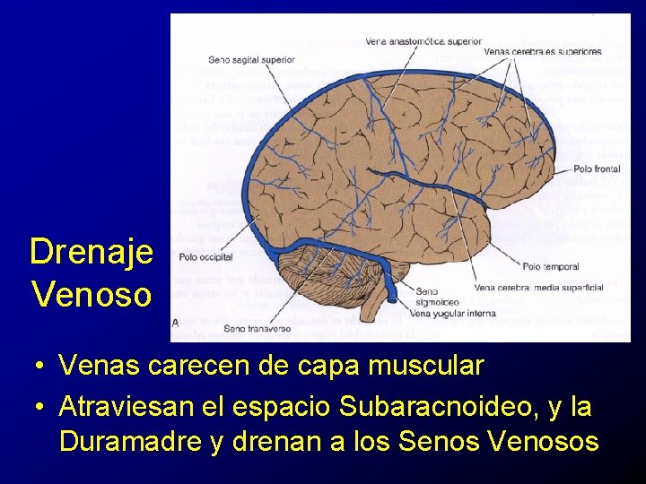 Drenaje Venoso • Venas carecen de capa muscular • Atraviesan el espacio Subaracnoideo, y