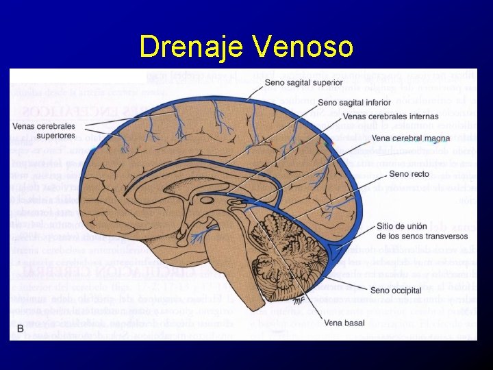 Drenaje Venoso 