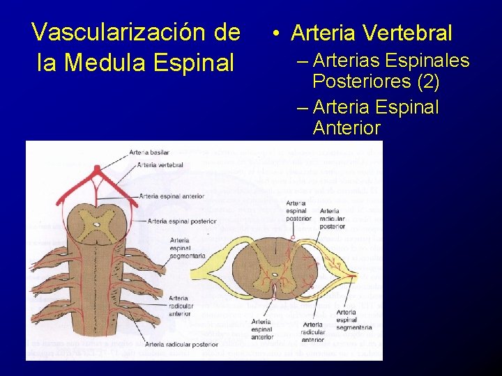 Vascularización de la Medula Espinal • Arteria Vertebral – Arterias Espinales Posteriores (2) –