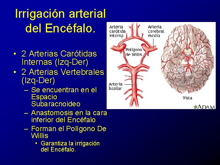 Irrigación arterial del Encéfalo. • 2 Arterias Carótidas Internas (Izq-Der) • 2 Arterias Vertebrales