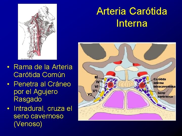 Arteria Carótida Interna • Rama de la Arteria Carótida Común • Penetra al Cráneo