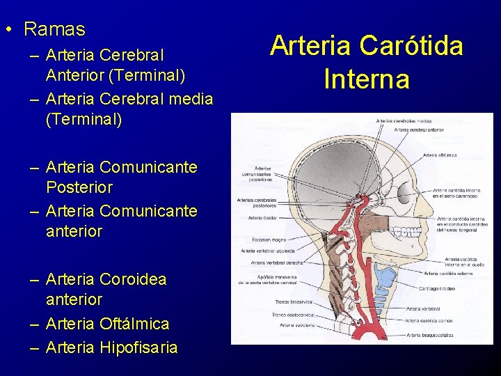  • Ramas – Arteria Cerebral Anterior (Terminal) – Arteria Cerebral media (Terminal) –