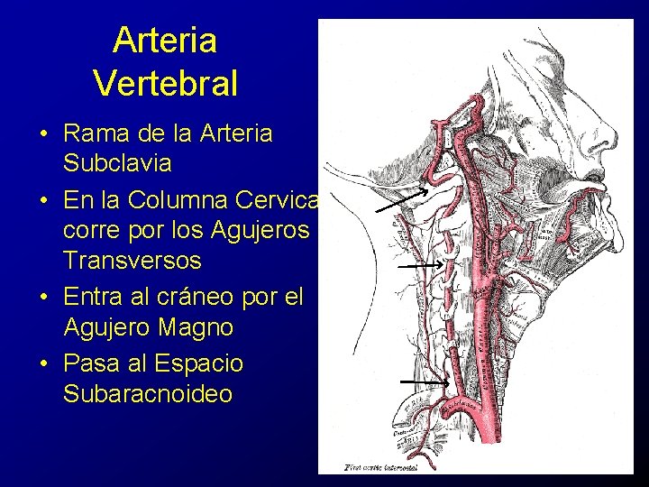 Arteria Vertebral • Rama de la Arteria Subclavia • En la Columna Cervical corre