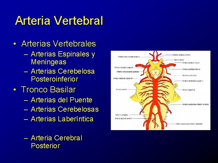Arteria Vertebral • Arterias Vertebrales – Arterias Espinales y Meningeas – Arterias Cerebelosa Posteroinferior
