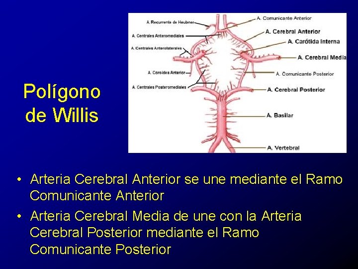 Polígono de Willis • Arteria Cerebral Anterior se une mediante el Ramo Comunicante Anterior
