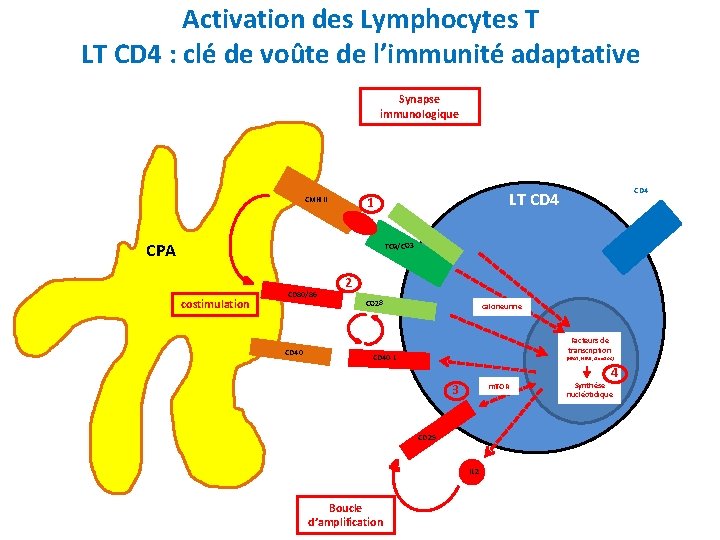 Activation des Lymphocytes T LT CD 4 : clé de voûte de l’immunité adaptative