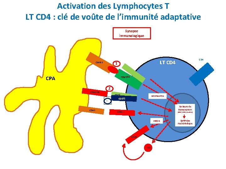 Activation des Lymphocytes T LT CD 4 : clé de voûte de l’immunité adaptative