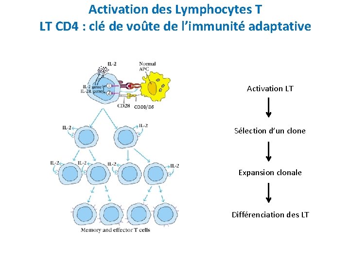 Activation des Lymphocytes T LT CD 4 : clé de voûte de l’immunité adaptative