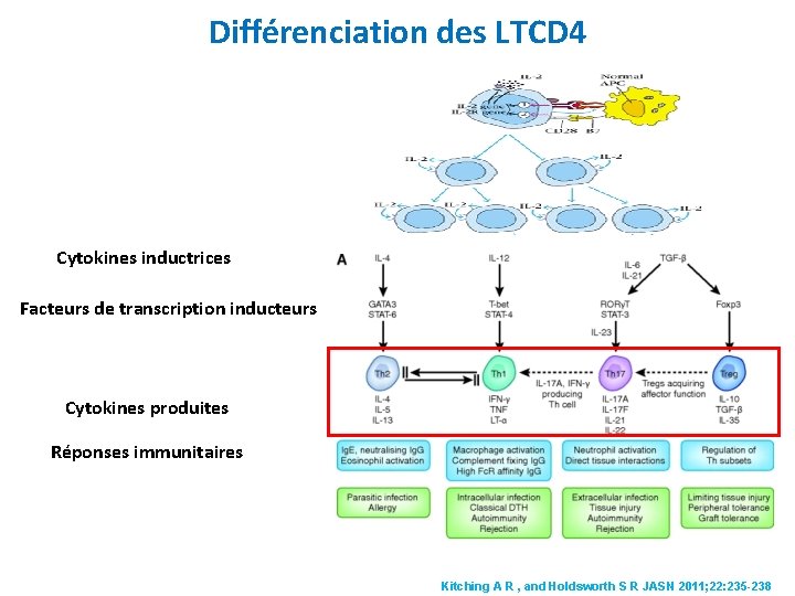 Différenciation des LTCD 4 Cytokines inductrices Facteurs de transcription inducteurs Cytokines produites Réponses immunitaires