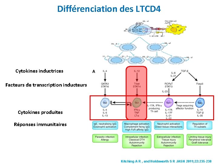 Différenciation des LTCD 4 Cytokines inductrices Facteurs de transcription inducteurs Cytokines produites Réponses immunitaires