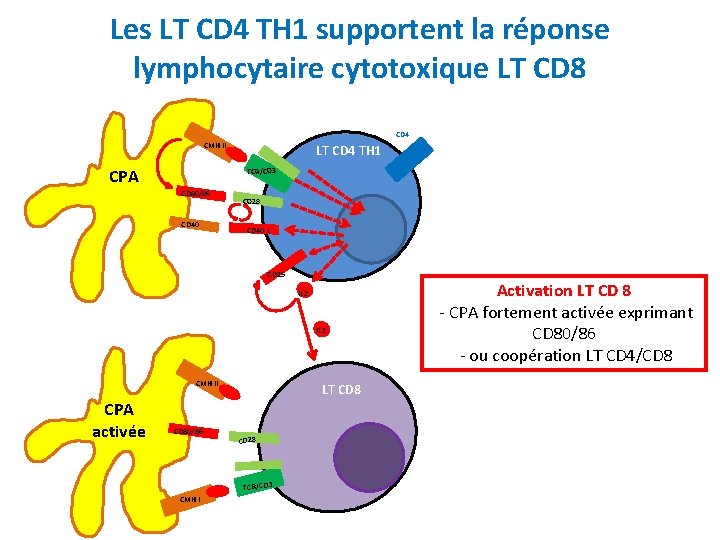Les LT CD 4 TH 1 supportent la réponse lymphocytaire cytotoxique LT CD 8