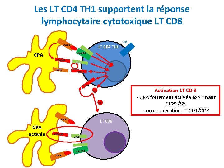 Les LT CD 4 TH 1 supportent la réponse lymphocytaire cytotoxique LT CD 8