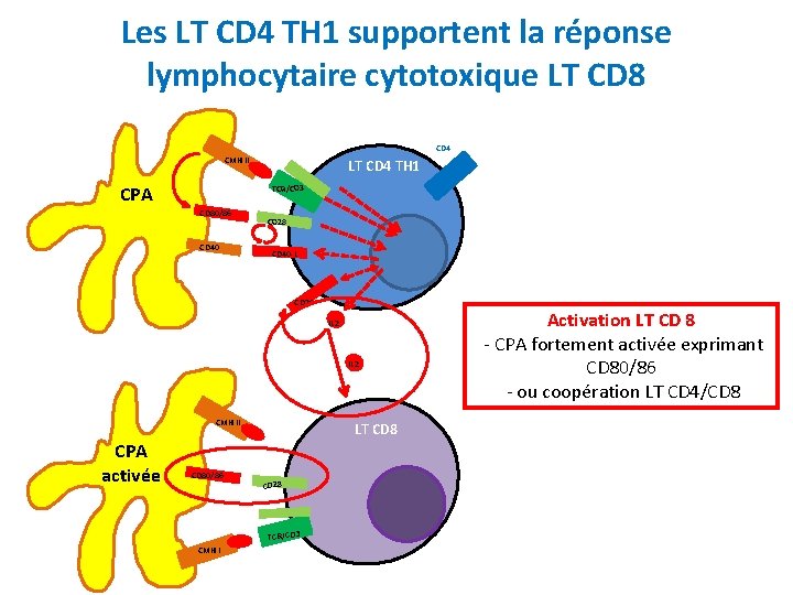 Les LT CD 4 TH 1 supportent la réponse lymphocytaire cytotoxique LT CD 8