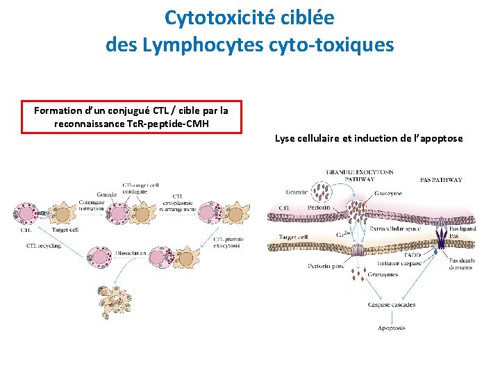 Cytotoxicité ciblée des Lymphocytes cyto-toxiques Formation d’un conjugué CTL / cible par la reconnaissance