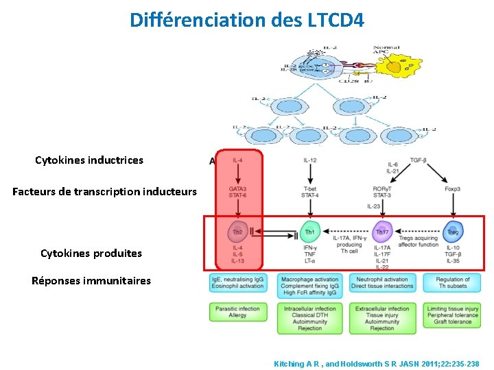 Différenciation des LTCD 4 Cytokines inductrices Facteurs de transcription inducteurs Cytokines produites Réponses immunitaires