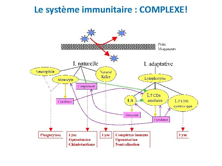Le système immunitaire : COMPLEXE! 