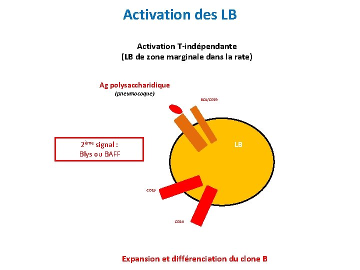 Activation des LB Activation T-indépendante (LB de zone marginale dans la rate) Ag polysaccharidique