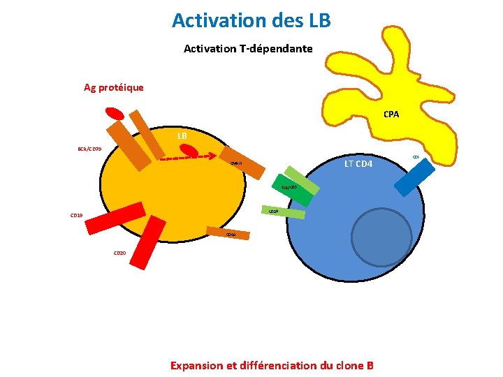 Activation des LB Activation T-dépendante Ag protéique CPA LB BCR/CD 79 LT CD 4