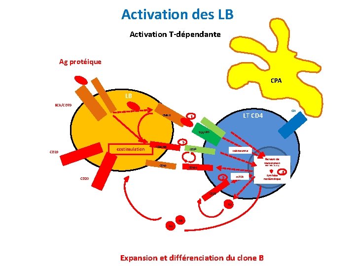 Activation des LB Activation T-dépendante Ag protéique CPA LB BCR/CD 79 CD 4 LT