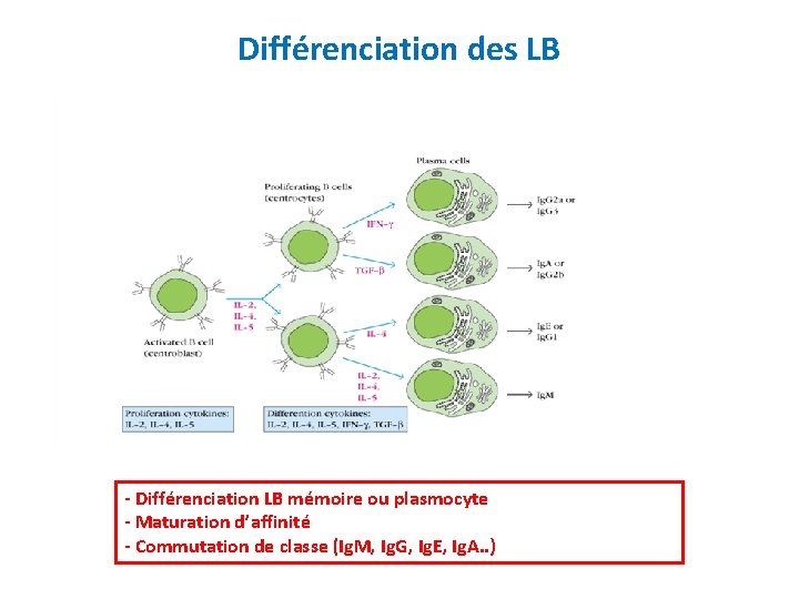 Différenciation des LB - Différenciation LB mémoire ou plasmocyte - Maturation d’affinité - Commutation