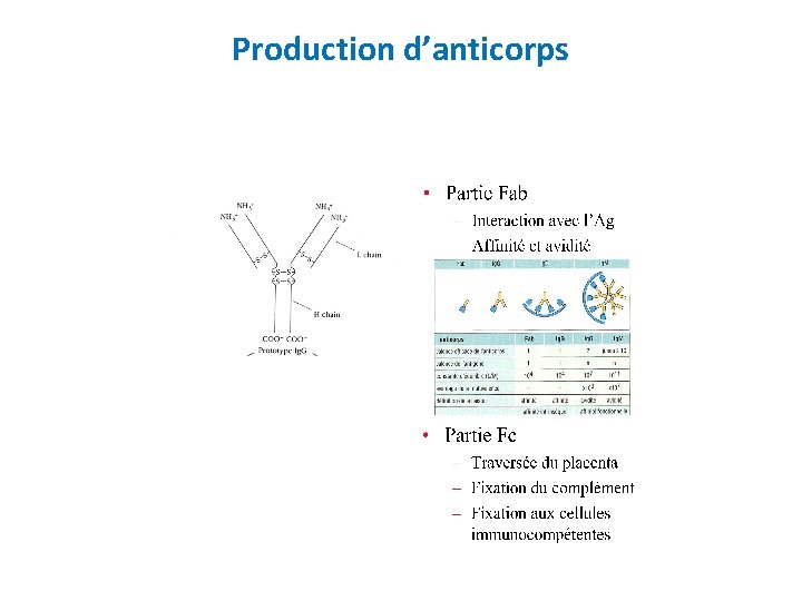 Production d’anticorps 