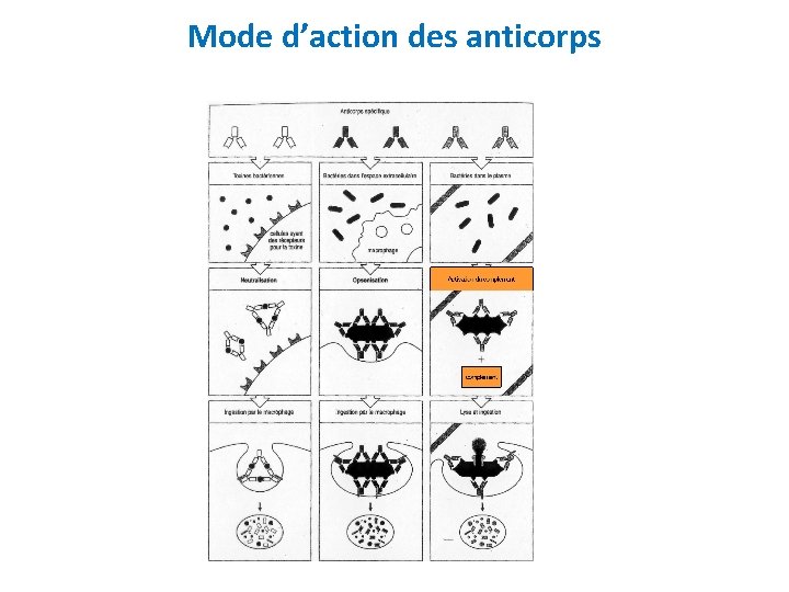 Mode d’action des anticorps 