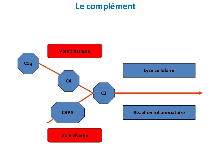 Le complément Voie classique C 1 q C 1 r C 1 s Lyse