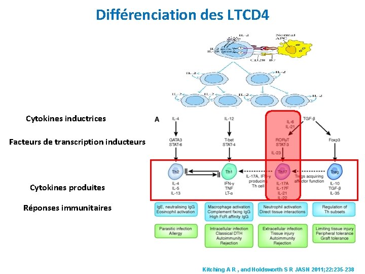 Différenciation des LTCD 4 Cytokines inductrices Facteurs de transcription inducteurs Cytokines produites Réponses immunitaires