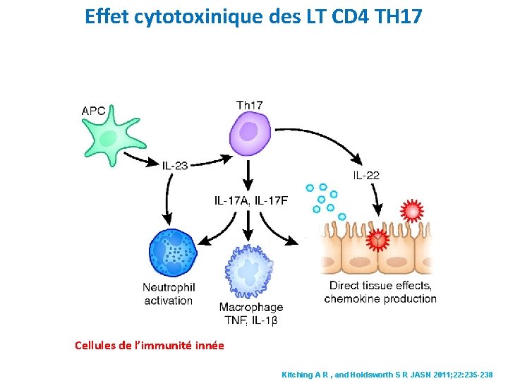 Effet cytotoxinique des LT CD 4 TH 17 Cellules de l’immunité innée Kitching A