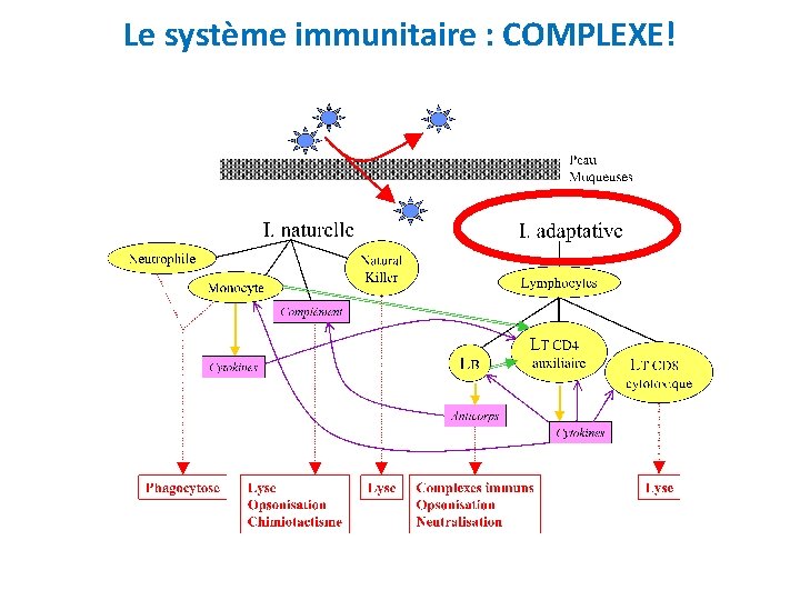 Le système immunitaire : COMPLEXE! 