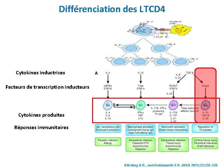Différenciation des LTCD 4 Cytokines inductrices Facteurs de transcription inducteurs Cytokines produites Réponses immunitaires