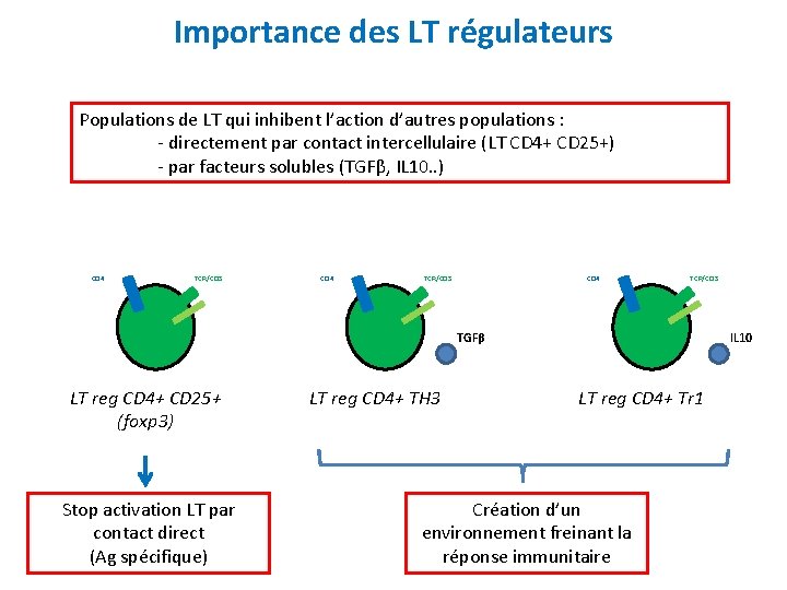 Importance des LT régulateurs Populations de LT qui inhibent l’action d’autres populations : -