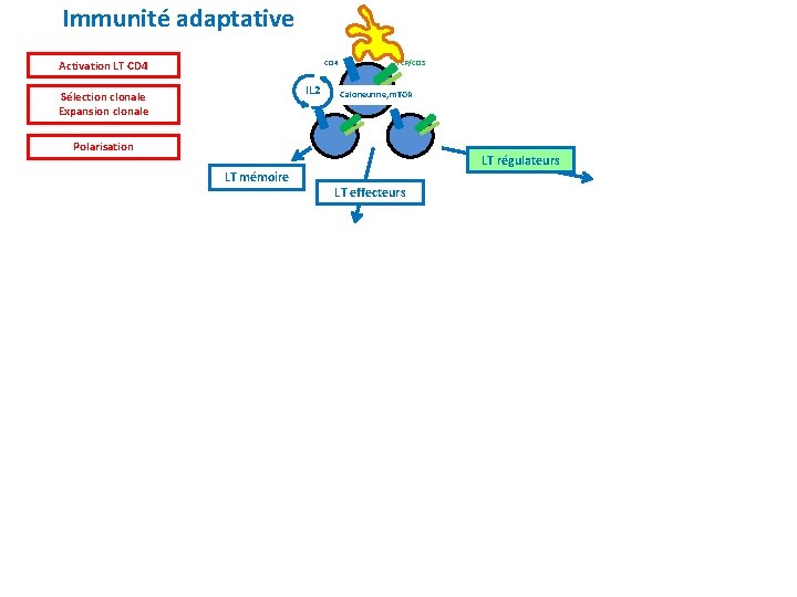 Immunité adaptative Activation LT CD 4 IL 2 Sélection clonale Expansion clonale TCR/CD 3