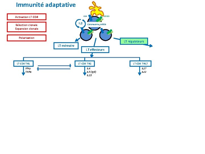 Immunité adaptative Activation LT CD 4 TCR/CD 3 CD 4 IL 2 Sélection clonale