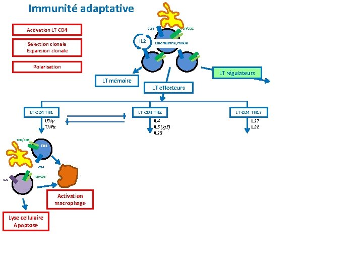 Immunité adaptative Activation LT CD 4 TCR/CD 3 CD 4 IL 2 Sélection clonale