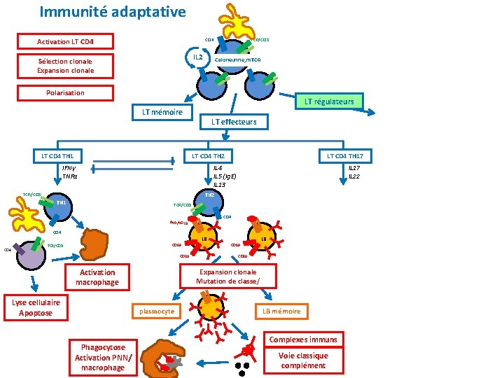 Immunité adaptative Activation LT CD 4 TCR/CD 3 CD 4 IL 2 Sélection clonale