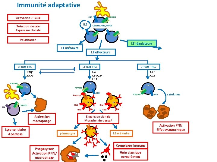Immunité adaptative Activation LT CD 4 TCR/CD 3 CD 4 IL 2 Sélection clonale