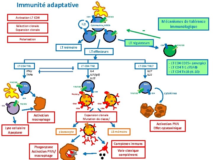 Immunité adaptative Activation LT CD 4 TCR/CD 3 CD 4 IL 2 Sélection clonale