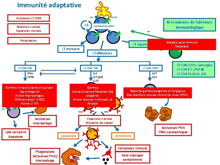 Immunité adaptative Activation LT CD 4 TCR/CD 3 CD 4 IL 2 Sélection clonale