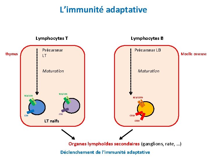 L’immunité adaptative thymus TCR/CD 3 CD 4 Lymphocytes T Lymphocytes B Précurseur LT Précurseur