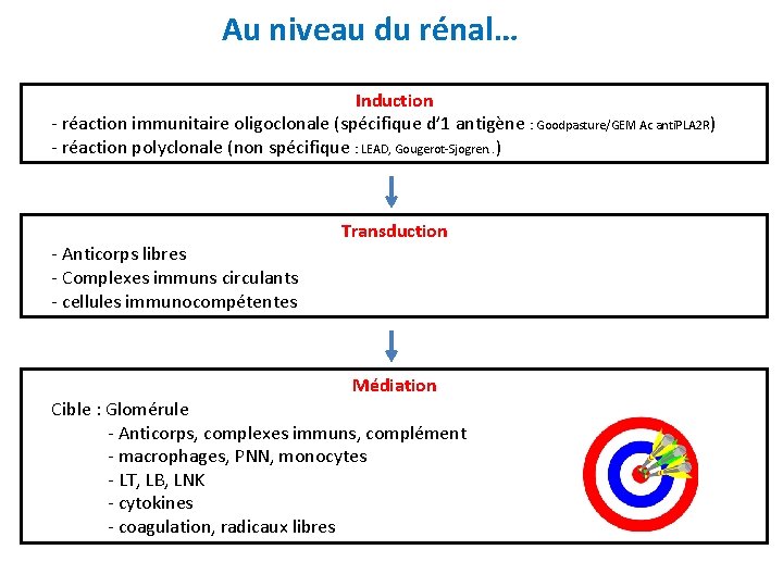 Au niveau du rénal… Induction - réaction immunitaire oligoclonale (spécifique d’ 1 antigène :