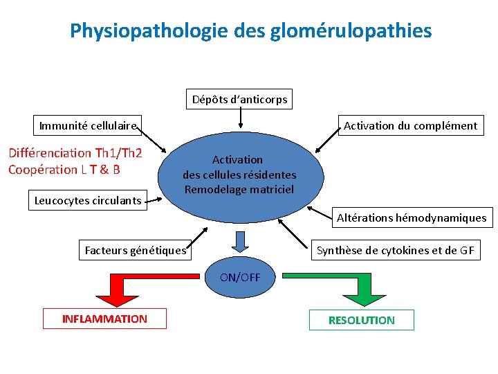Physiopathologie des glomérulopathies Dépôts d’anticorps Immunité cellulaire Différenciation Th 1/Th 2 Coopération L T