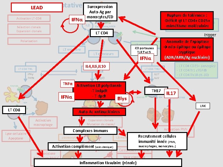 Immunité adaptative LEAD IFNα Activation LT CD 4 Surexpression Auto-Ag par TCR/CD 3 CD