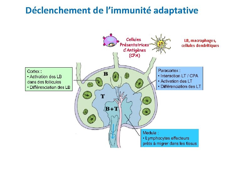 Déclenchement de l’immunité adaptative LB, macrophages, cellules dendritiques 